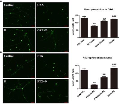 Duloxetine, a Balanced Serotonin-Norepinephrine Reuptake Inhibitor, Improves Painful Chemotherapy-Induced Peripheral Neuropathy by Inhibiting Activation of p38 MAPK and NF-κB